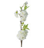 Kirsikankukka White