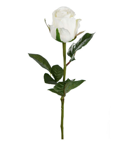 Ruusu Whitey