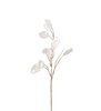 Lunaria Shimmer White