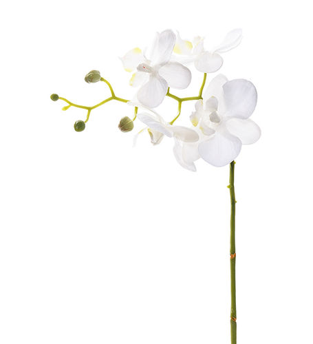 Orkidea Mini Phala